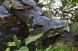 Schildkröte