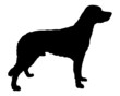 Kleiner Münsterländer