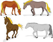 Set of a horse in action