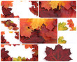 Buntes Herbstlaub