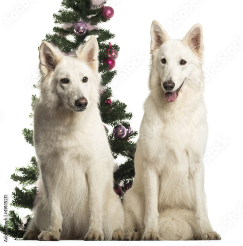 Photo: Berger Blanc Suisse sitting in front of Christmas decorations Berger Blanc Suisse sitting in front of Christmas decorations