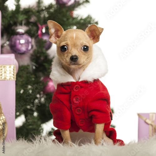 Photo: Chihuahua sitting and wearing a Christmas suit Chihuahua sitting and wearing a Christmas suit