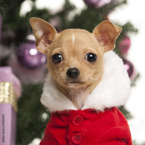 Photo: Chihuahua wearing a Christmas suit Chihuahua wearing a Christmas suit