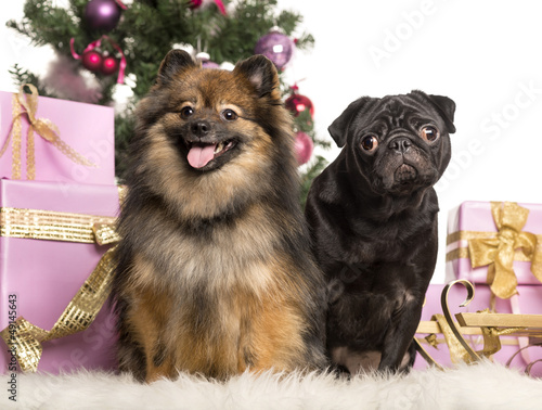 Photo: Spitz and Pug sitting in front of Christmas decorations Spitz and Pug sitting in front of Christmas decorations