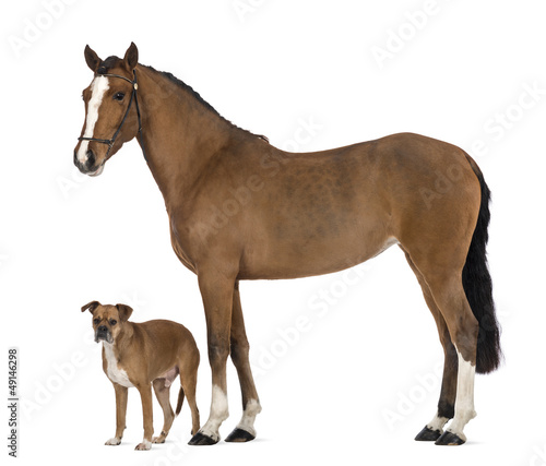 Photo: Crossbreed dog standing next to a Female Andalusian Crossbreed dog standing next to a Female Andalusian