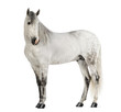 Male Andalusian, 7 years old