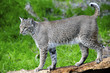 Bobcat
