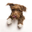 Crossbreed, 5 months old, leaning on a white panel