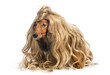 Dachshund, 4 years old, wearing a blond wig