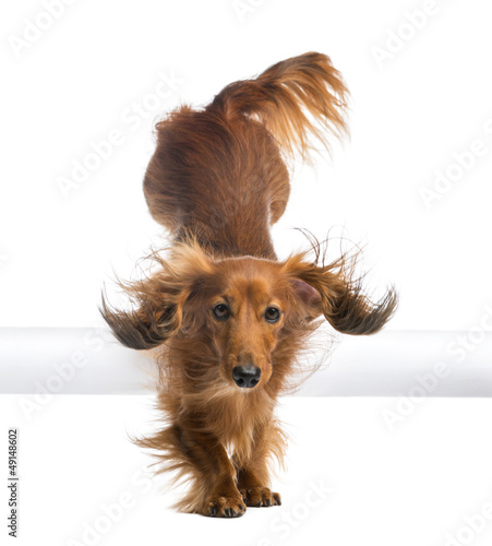 Photo: Dachshund, 4 years old, jumping over white tube Dachshund, 4 years old, jumping over white tube