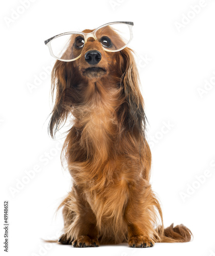 Photo: Dachshund, 4 years old, sitting, wearing glasses Dachshund, 4 years old, sitting, wearing glasses