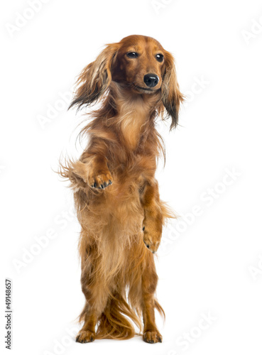 Photo: View through a glass of a Dachshund, 4 years old View through a glass of a Dachshund, 4 years old