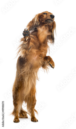 Photo: View through a glass of a Dachshund, 4 years old View through a glass of a Dachshund, 4 years old