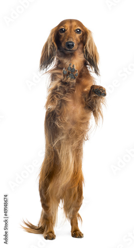 Photo: View through a glass of a Dachshund, 4 years old View through a glass of a Dachshund, 4 years old