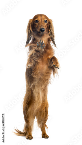 Photo: View through a glass of a Dachshund, 4 years old View through a glass of a Dachshund, 4 years old