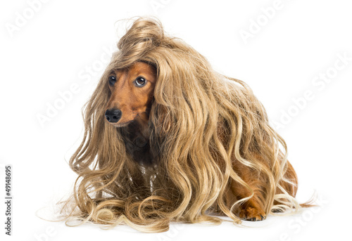 Photo: Dachshund, 4 years old, wearing a blond wig Dachshund, 4 years old, wearing a blond wig