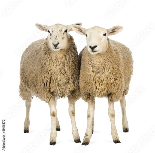 Photo: Two Sheep against white background Two Sheep against white background