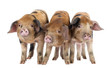 Front view of Three Oxford Sandy and Black piglets, 9 weeks old