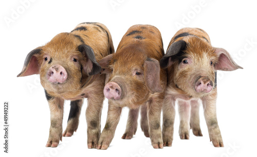 Photo: Front view of Three Oxford Sandy and Black piglets, 9 weeks old Front view of Three Oxford Sandy and Black piglets, 9 weeks old