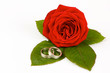rose with wedding rings on white background