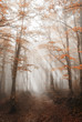 path with fog in the forest