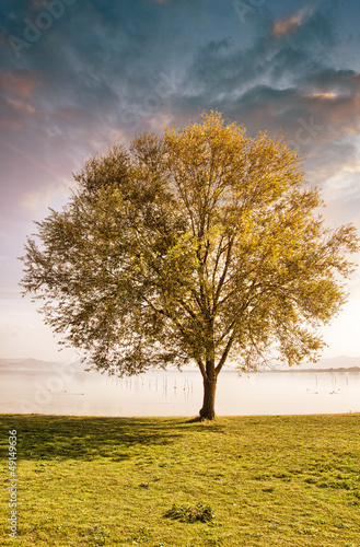 Photo: Solitary tree on grass isolated on a blue sky background with cl Solitary tree on grass isolated on a blue sky background with cl