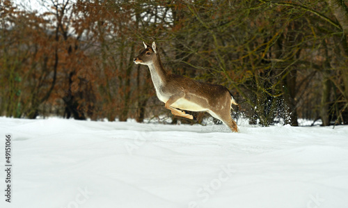 Photo: Deer in winter Deer in winter
