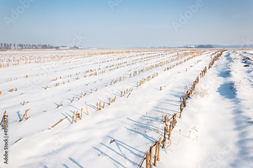 Photo: Rows of maize stubbles in snow Rows of maize stubbles in snow
