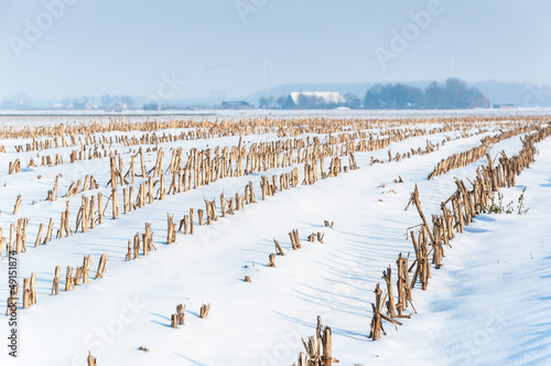 Photo: Rows of maize stubbles in snow Rows of maize stubbles in snow
