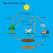 The Carbon Cycle