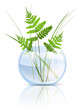 Fern In Vase
