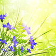 Vector: Cornflower Cornflower