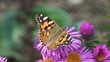 Papillon