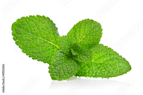 Photo: Fresh mint close up on white Fresh mint close up on white