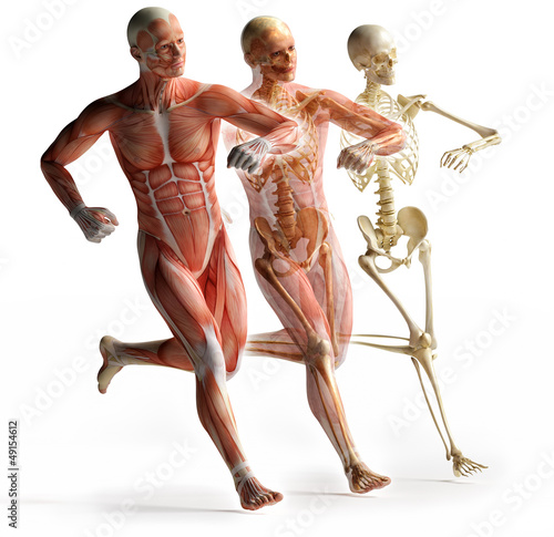 Illustration: anatomy, muscles anatomy, muscles
