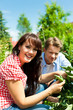 Foto: Gardening in summer - couple harvesting tomatoes Gardening in summer - couple harvesting tomatoes