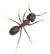 Carpenter ant, Camponotus herculeanus isolated on white