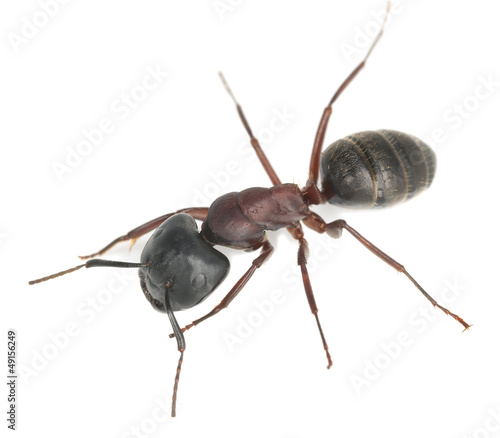 Photo: Carpenter ant, Camponotus herculeanus isolated on white Carpenter ant, Camponotus herculeanus isolated on white