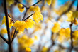 Foto: wintersweet wintersweet