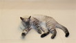 Thai cat licks itself (washes).