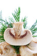 champignon