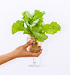 Fresh butterhead in wine glass over white background