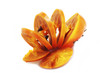 persimmon