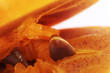 persimmon