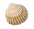 Herzmuschel (Cardiidae)