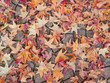 Foto: Autumnal leaves background Autumnal leaves background