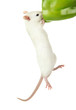 funny little rat with papper, isolated on white