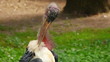 African Marabou Stork