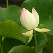 detail of nelumbo nucifera bud