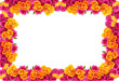 yellow and pink roses  flowers blossom frame